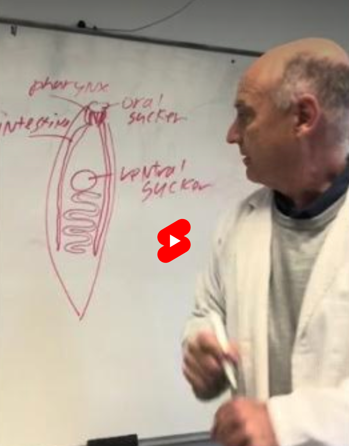 The Anatomy of a Liver Fluke