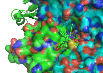 Atorvastatin bound to HMG-CoA reductase